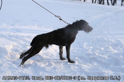 Дратхаар, АЛМАЗ-ШАХ, ID по базе HuntDogs.Ru: 1822