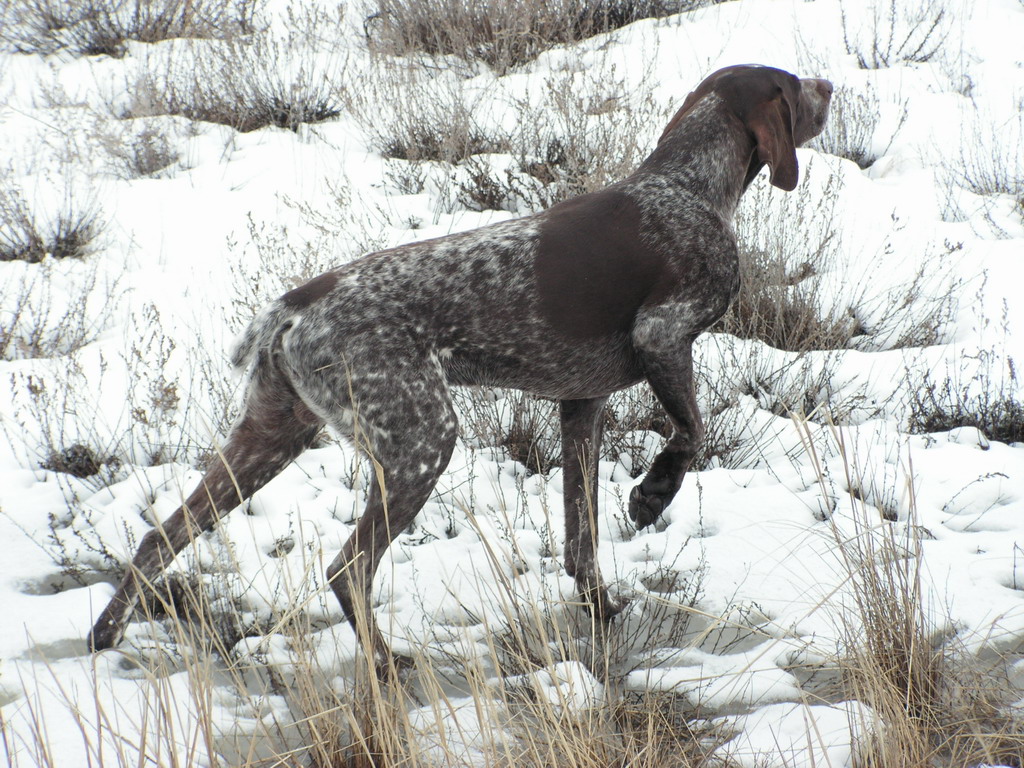 Курцхаар, БЕРТ, ID по базе HuntDogs.Ru: 1841