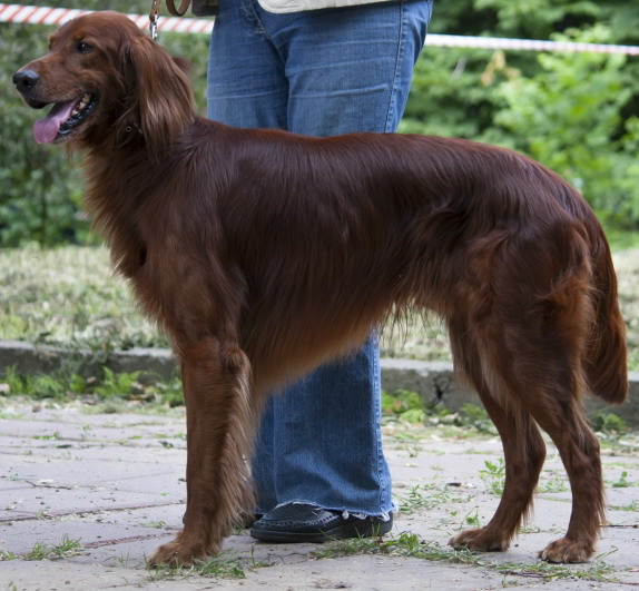 Ирландский сеттер, Гавр Осенний Ветер, ID по базе HuntDogs.Ru: 1880