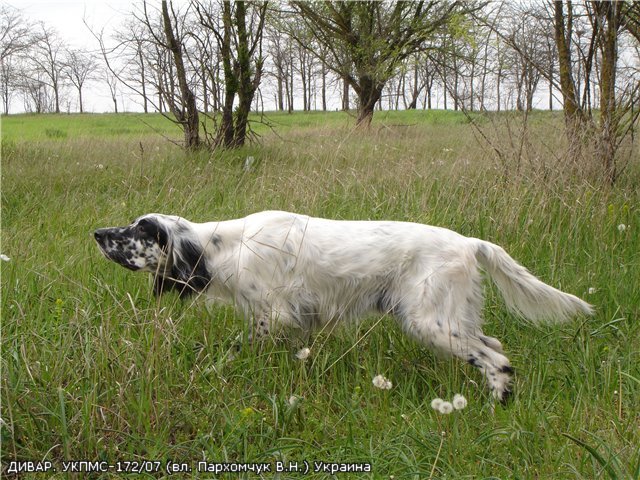 Английский сеттер, ДИВАР, ID по базе HuntDogs.Ru: 1910