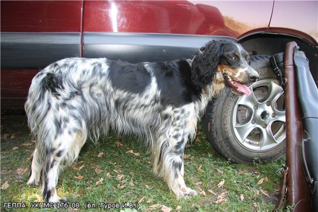 Английский сеттер, ГЕЛЛА, ID по базе HuntDogs.Ru: 1911