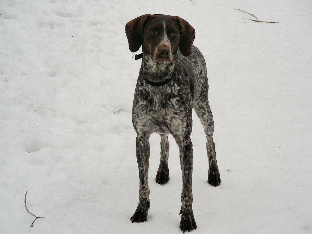 Курцхаар, БАВАРИЯ, ID по базе HuntDogs.Ru: 1913