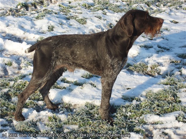 Дратхаар, >| NICK vom OECHTRINGER-FORST, ID по базе HuntDogs.Ru: 1921