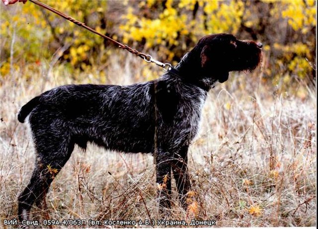 Дратхаар, ВИЙ, ID по базе HuntDogs.Ru: 1925