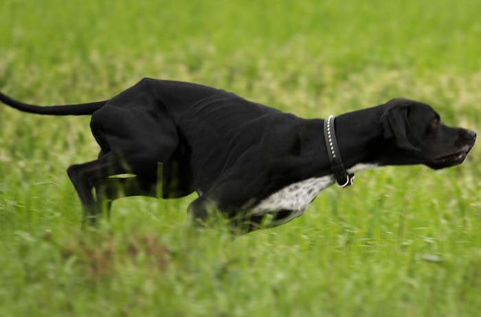 Английский пойнтер, Арик Блик, ID по базе HuntDogs.Ru: 1943