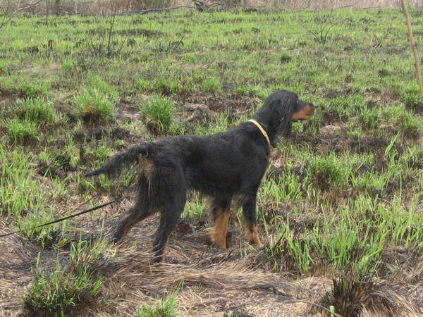 Шотландский сеттер (Гордон), Эми, ID по базе HuntDogs.Ru: 1944