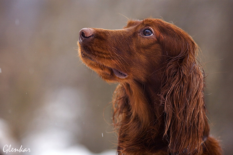 Ирландский сеттер, Серафима-Луиза, ID по базе HuntDogs.Ru: 1946