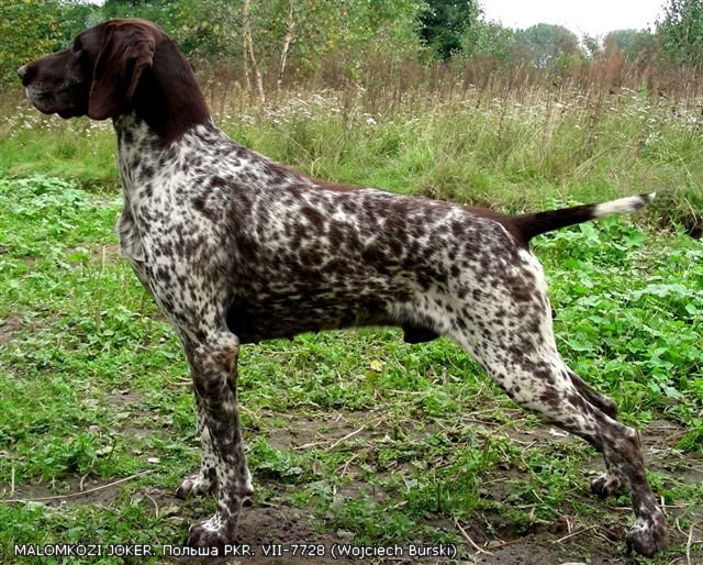 Курцхаар, MALOMKÖZI JOKER, ID по базе HuntDogs.Ru: 1949