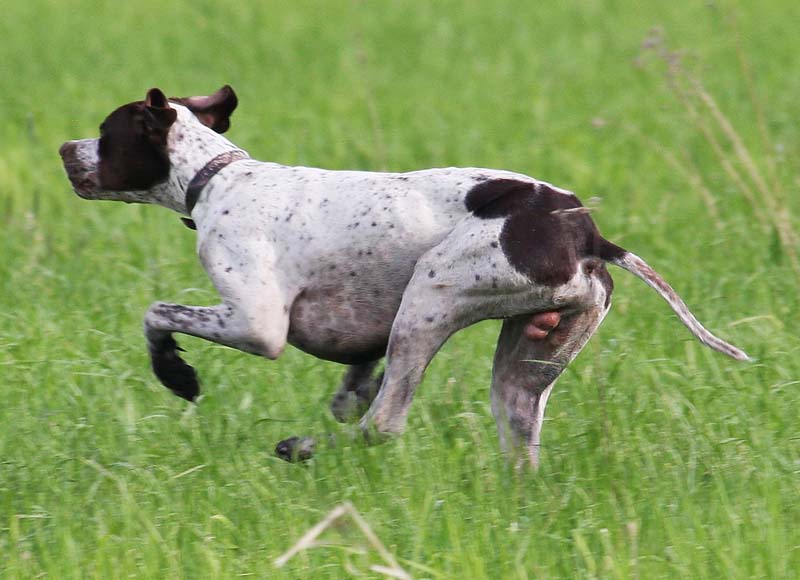 Английский пойнтер, Ант Блик, ID по базе HuntDogs.Ru: 1950