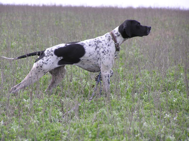 Английский пойнтер, Голуба Фрези Грант, ID по базе HuntDogs.Ru: 1977