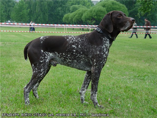 Курцхаар, БРЭДБАРИ, ID по базе HuntDogs.Ru: 1965