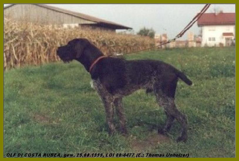 Дратхаар, /| OLF di COSTA RUBEA, ID по базе HuntDogs.Ru: 1929