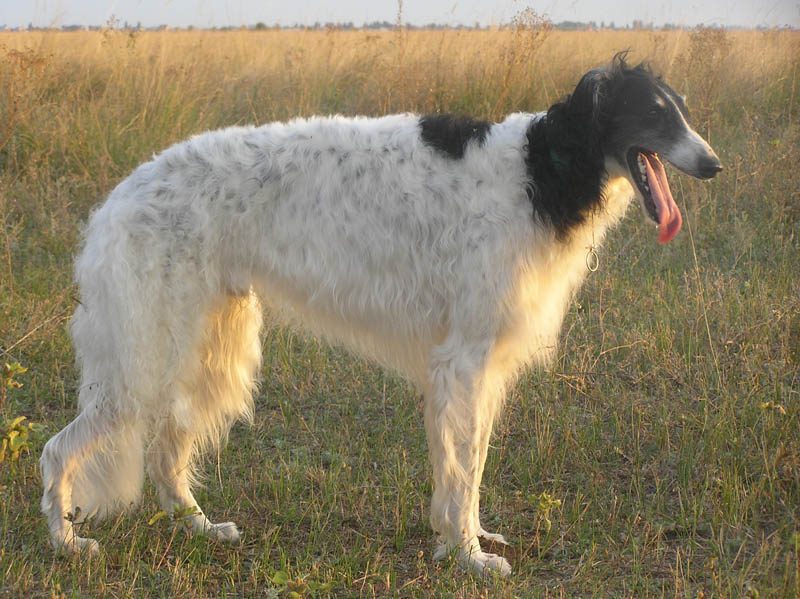 Русская псовая борзая, п.п. Сель Мариупольский Невский, ID по базе HuntDogs.Ru: 2018