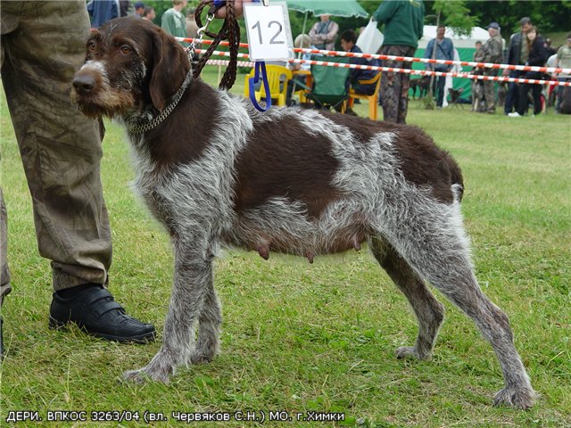 Дратхаар, ДЕРИ, ID по базе HuntDogs.Ru: 2013