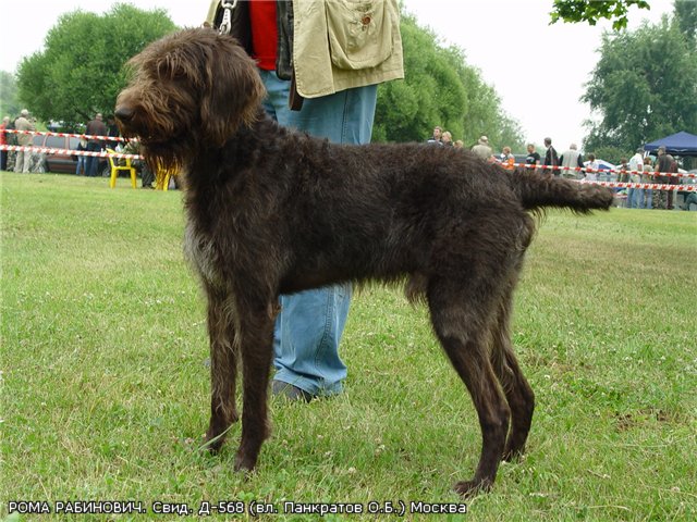 Дратхаар, РОМА РАБИНОВИЧ, ID по базе HuntDogs.Ru: 2008