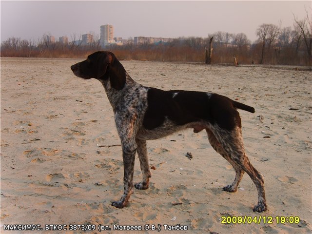 Дратхаар, МАКСИМУС, ID по базе HuntDogs.Ru: 2043