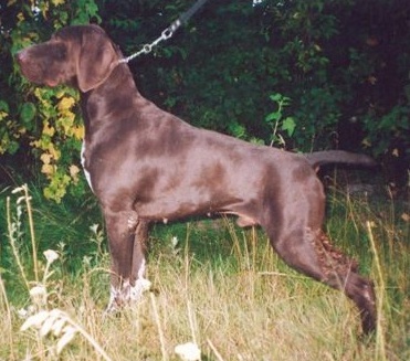 Курцхаар, Sekret z Czarnego Dworu, ID по базе HuntDogs.Ru: 2063