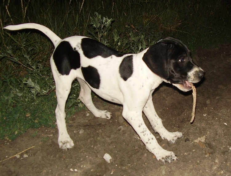 Английский пойнтер, Polly, ID по базе HuntDogs.Ru: 2082