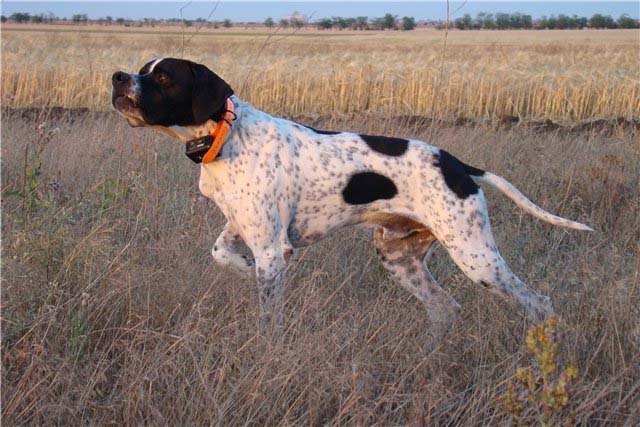 Английский пойнтер, Capone Du Plateau De Rochebonne, ID по базе HuntDogs.Ru: 2087