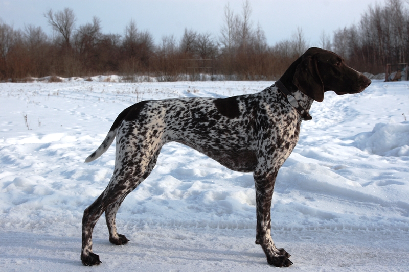 Курцхаар, Kira II von Neuarenberg, ID по базе HuntDogs.Ru: 2090