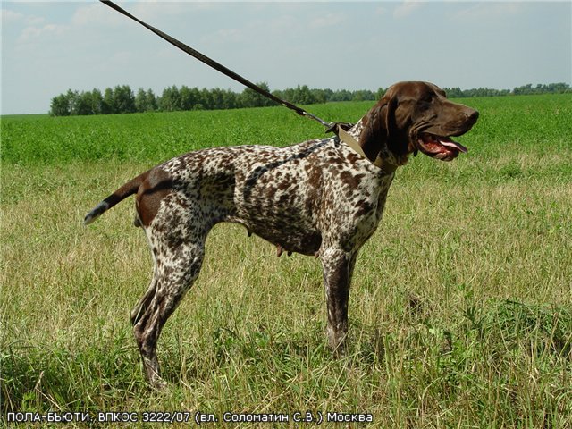 Курцхаар, ПОЛА-БЬЮТИ, ID по базе HuntDogs.Ru: 2094