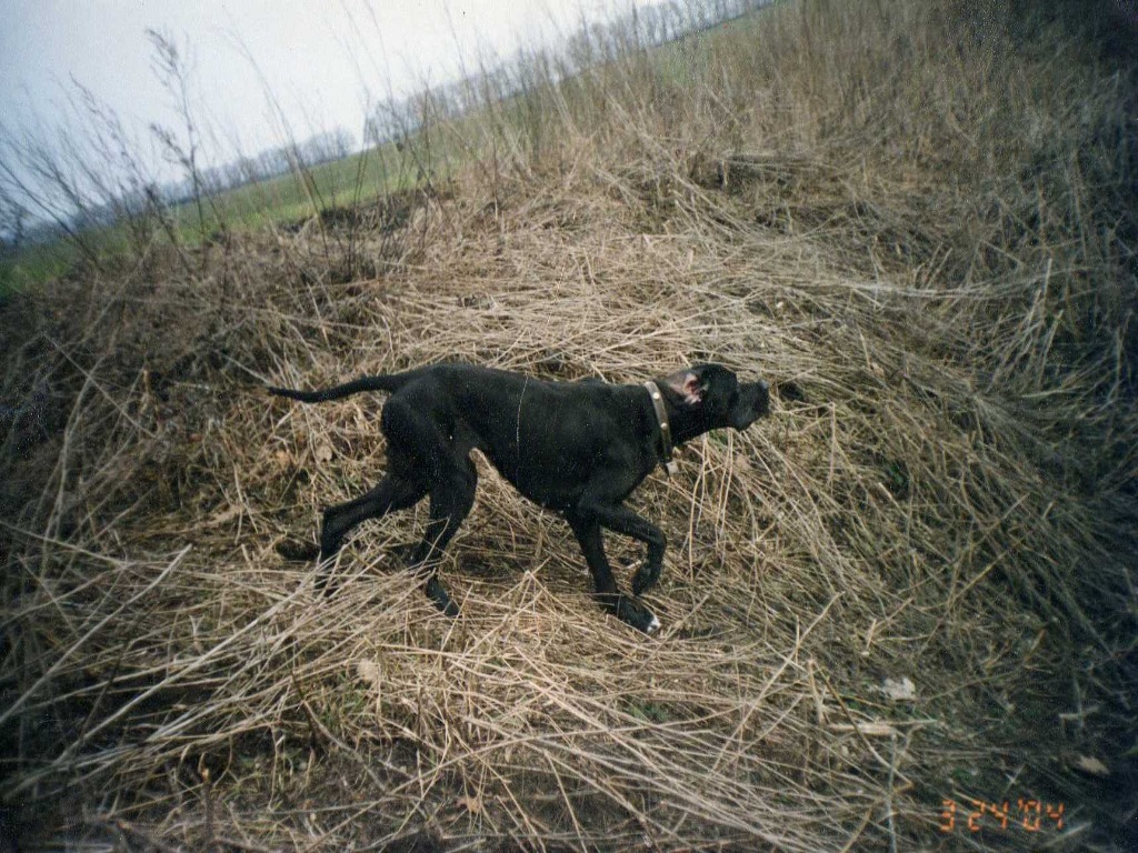 Английский пойнтер, Кармен, ID по базе HuntDogs.Ru: 2038