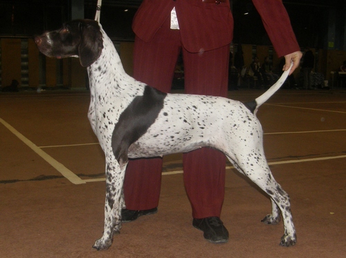 Курцхаар, Ч. Сперанза Гранде АЛЕКСА, ID по базе HuntDogs.Ru: 2004