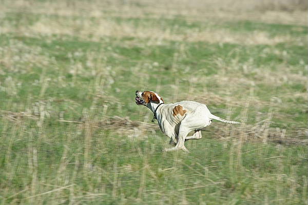 Английский пойнтер, Шон, ID по базе HuntDogs.Ru: 268