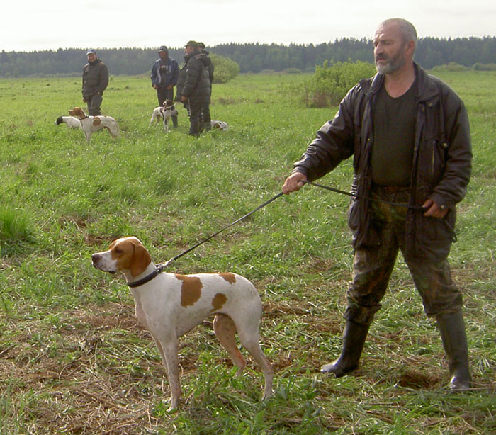 Английский пойнтер, Нэш, ID по базе HuntDogs.Ru: 292