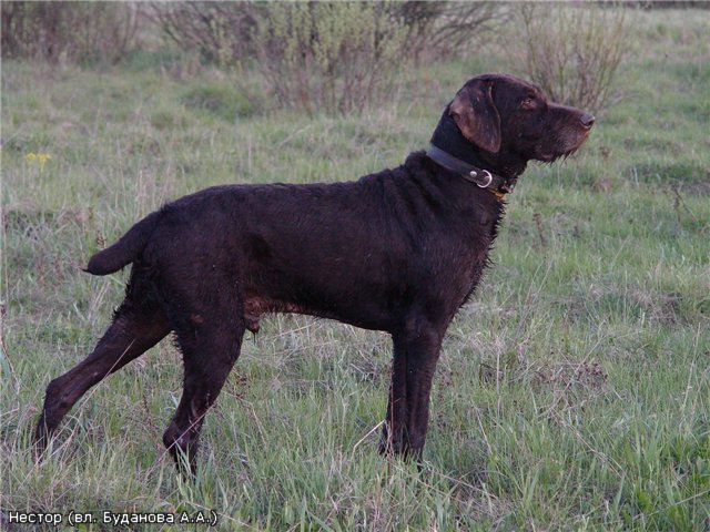 Дратхаар, НЕСТОР, ID по базе HuntDogs.Ru: 261