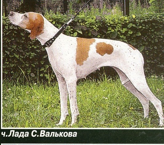 Английский пойнтер, Лада, ID по базе HuntDogs.Ru: 248