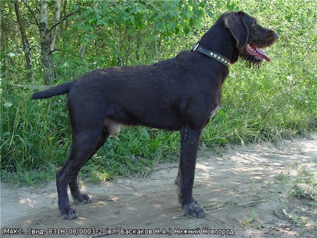 Дратхаар, МАКС, ID по базе HuntDogs.Ru: 2100