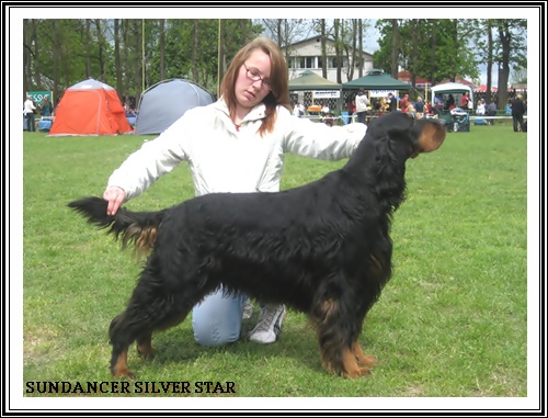 Шотландский сеттер (Гордон), SUNDANCER SILVER STAR, ID по базе HuntDogs.Ru: 2122