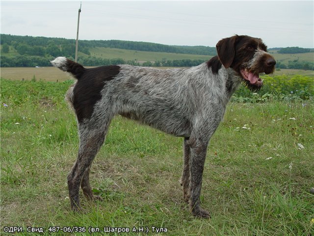 Дратхаар, ОДРИ, ID по базе HuntDogs.Ru: 2123