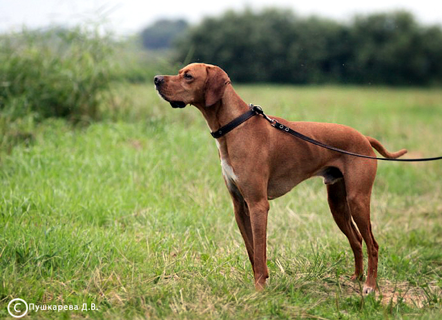 Английский пойнтер, ДЖИН, ID по базе HuntDogs.Ru: 2139