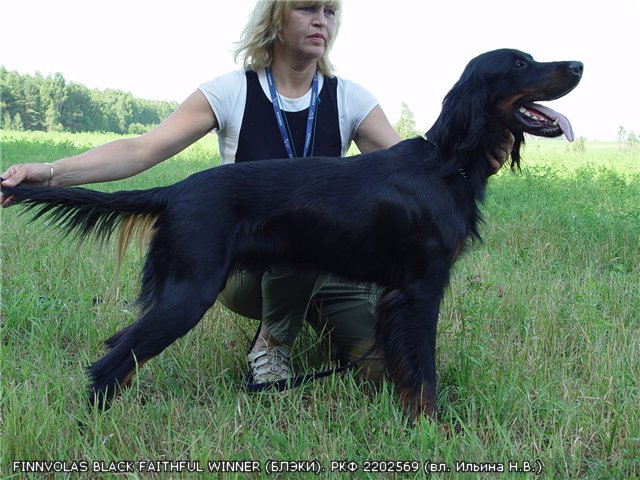 Шотландский сеттер (Гордон), FINNVOLAS BLACK FAITHFUL WINNER (БЛЭКИ), ID по базе HuntDogs.Ru: 2101