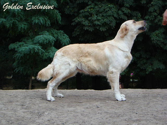 Золотистый ретривер, BEAUTIFUL LEDY FLAME JUBILENCE, ID по базе HuntDogs.Ru: 2198