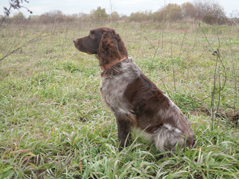 Вахтельхунд (Немецкий спаниель), Артемида, ID по базе HuntDogs.Ru: 2170