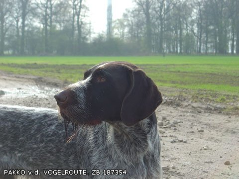 Дратхаар, PAKKO v.d. VOGELROUTE, ID по базе HuntDogs.Ru: 2203