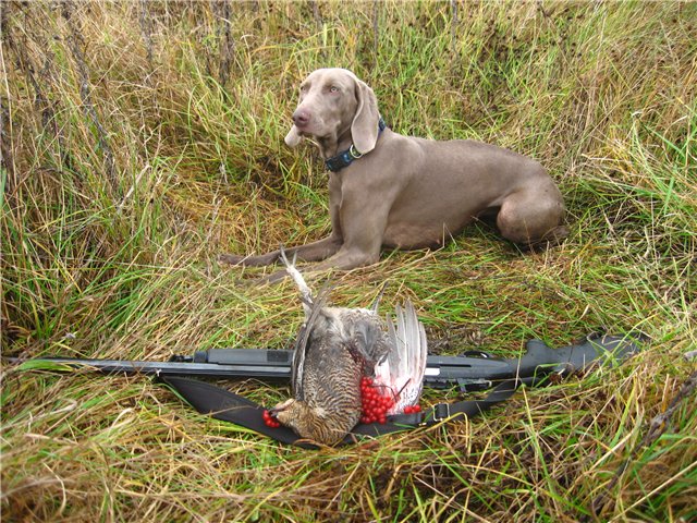 Веймарская легавая, Зов Полей Оберли, ID по базе HuntDogs.Ru: 2227