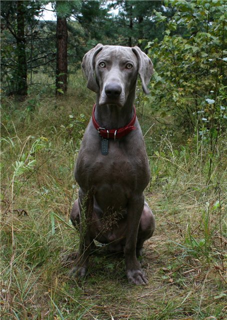 Веймарская легавая, ARTHUR of STAMBOLOVO, ID по базе HuntDogs.Ru: 2232