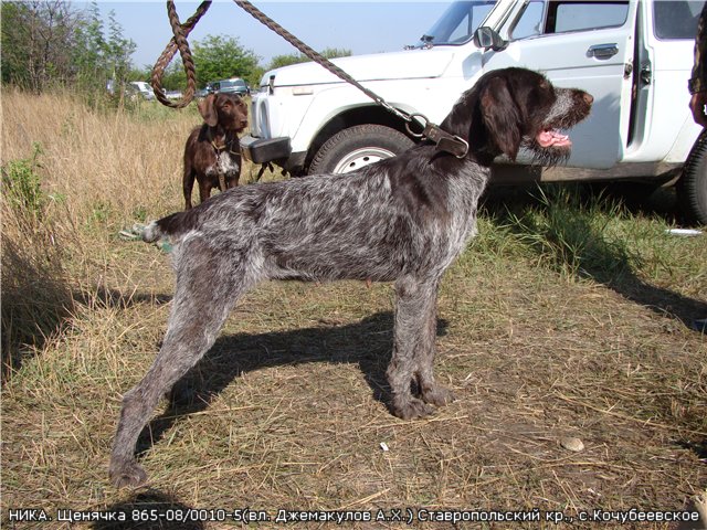 Дратхаар, НИКА, ID по базе HuntDogs.Ru: 2252