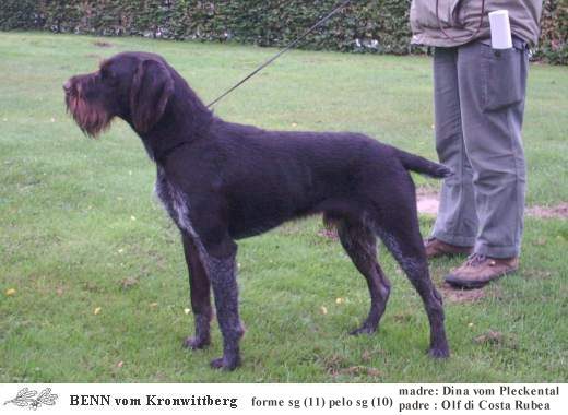 Дратхаар, /BENN vom KRONWITTBERG, ID по базе HuntDogs.Ru: 2270