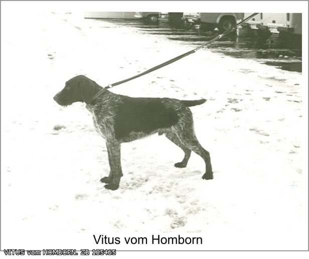 Дратхаар, >|  VITUS vom HOMBORN, ID по базе HuntDogs.Ru: 2275