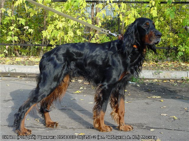 Шотландский сеттер (Гордон), СИГАЛ (РОГДАЙ), ID по базе HuntDogs.Ru: 2295