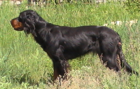 Шотландский сеттер (Гордон), ZITA-BLACK-BERRY, ID по базе HuntDogs.Ru: 2241