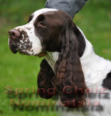 Английский спрингер спаниель, Spring Cheiz Nominatsia, ID по базе HuntDogs.Ru: 2247