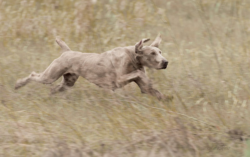 Веймарская легавая, CH. BENA Z LASOW PRECZOWSKICH, ID по базе HuntDogs.Ru: 2237