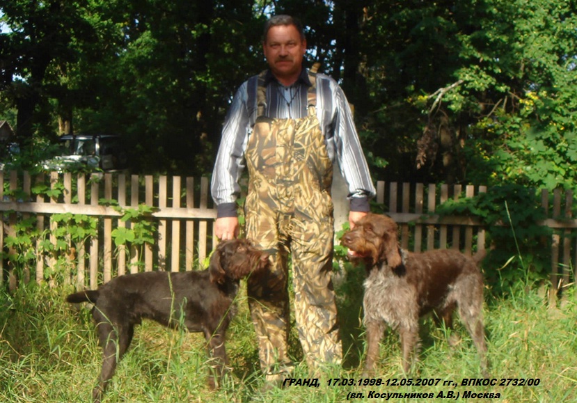 Дратхаар, п.п. ГРАНД, ID по базе HuntDogs.Ru: 2268