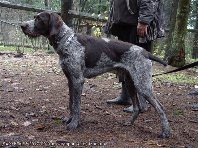 Дратхаар, ДАР, ID по базе HuntDogs.Ru: 2340